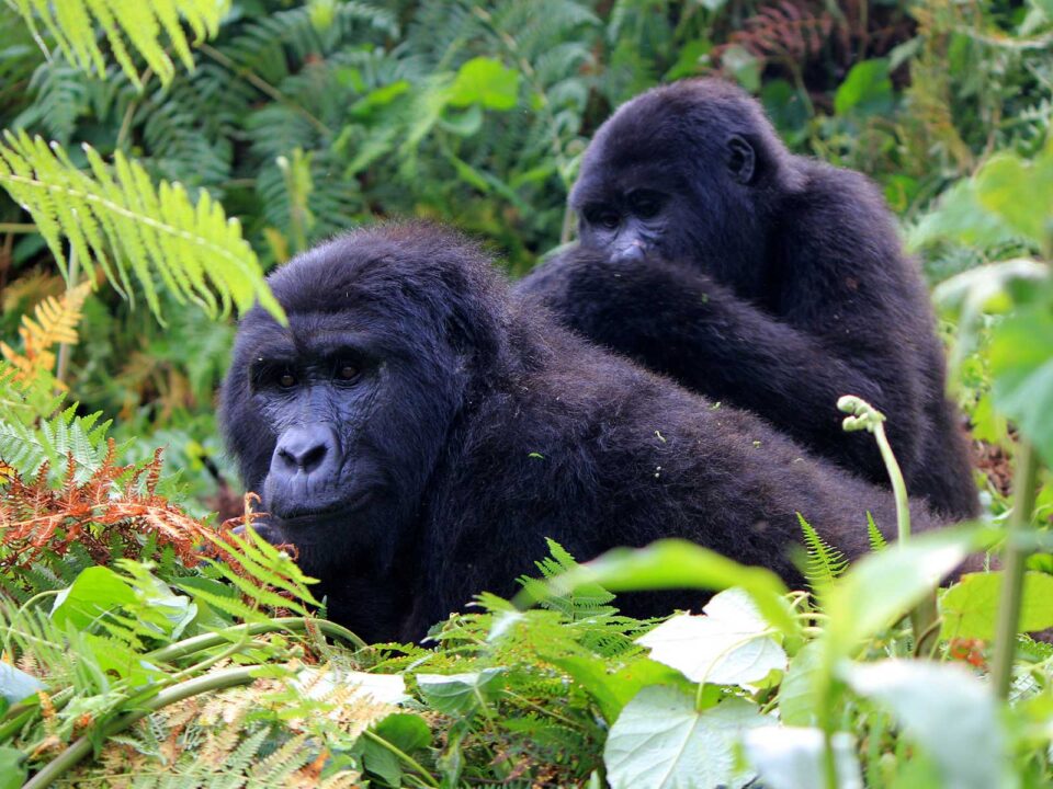 gorilla trekking uganda - Cost of a Gorilla Tour to Bwindi Impenetrable National Park