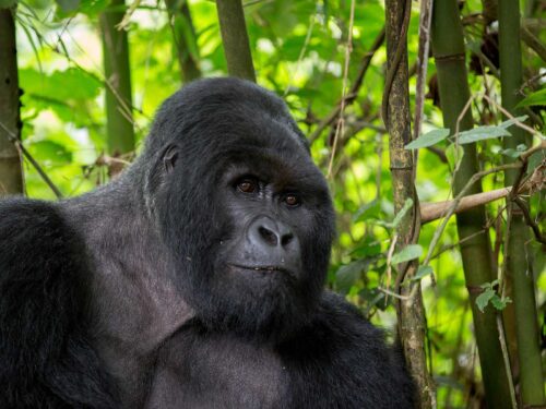 gorilla trekking virunga - 3 Days Gorilla Trek in DR Congo