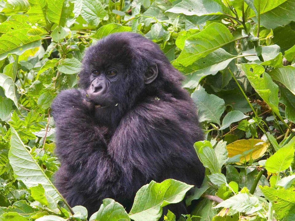 5-Day Rwanda Gorilla, Chimpanzee & Golden Monkey Safari - 3 Day Rwanda Gorilla Trekking Safari - Kwita Izina