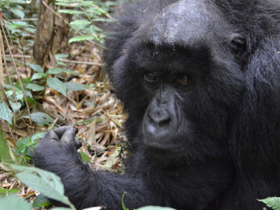 4 Day Nyiragongo Volcano Hike & Gorilla Trek in Dr Congo - Virunga National Park