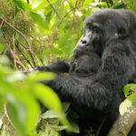 gorillas in bwindi - Can You Go Gorilla Trekking with a 12-Year-Old in Uganda? - 1 Day Uganda Gorilla Trek from Kigali - Distance from Kampala to Bwindi Impenetrable Forest