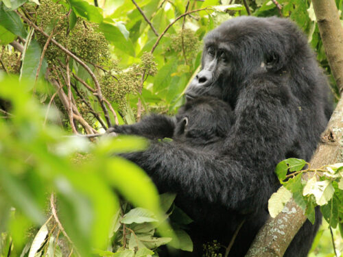gorillas in bwindi - Can You Go Gorilla Trekking with a 12-Year-Old in Uganda? - 1 Day Uganda Gorilla Trek from Kigali