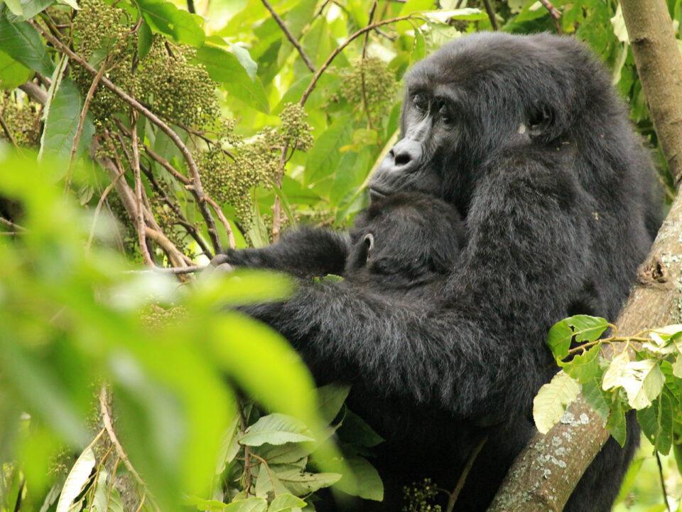 gorillas in bwindi - Can You Go Gorilla Trekking with a 12-Year-Old in Uganda? - 1 Day Uganda Gorilla Trek from Kigali - Distance from Kampala to Bwindi Impenetrable Forest