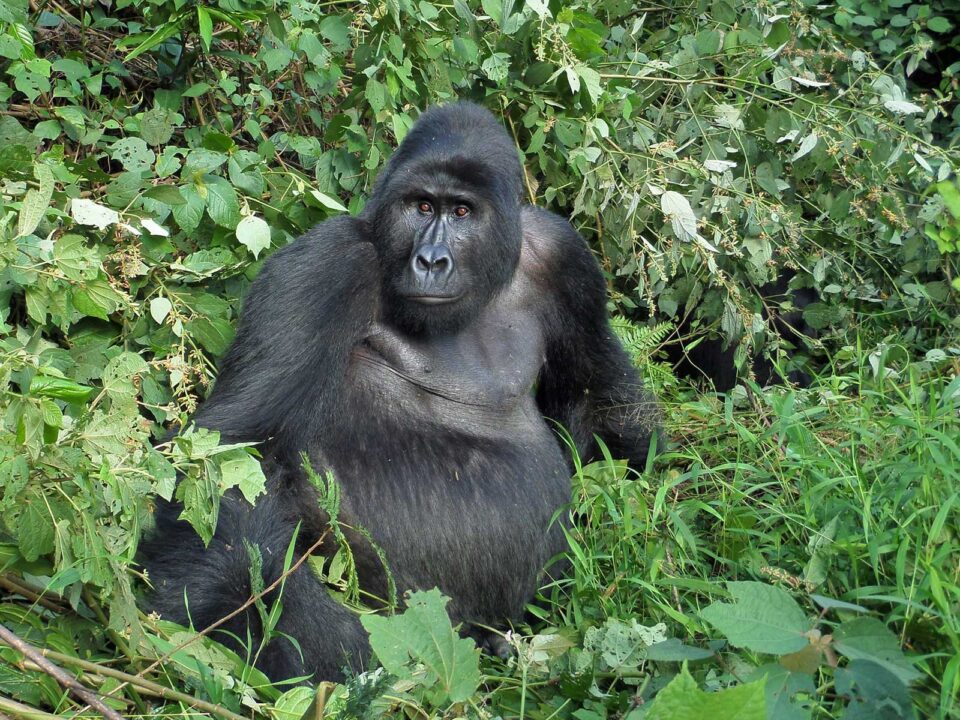 4 Day Double Gorilla Trekking from Kigali - Gorilla Trekking vs. Gorilla Habituation - Planning a Gorilla Trekking Safari in October