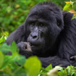gorillas in bwindi forest - Uganda Gorilla Trekking and Zimbabwe Safari - What’s the Altitude for Gorilla Trekking in Nkuringo? - Why Tourists Can Confidently Visit Uganda During the 2026 Elections
