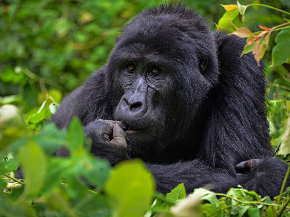 gorillas in bwindi forest - Uganda Gorilla Trekking and Zimbabwe Safari - What’s the Altitude for Gorilla Trekking in Nkuringo?