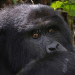 4 Day Gorilla Trekking & Habituation Safari from Kigali - Discover Uganda's Great Apes on a Budget Safari - How to Get Gorilla Trekking Permits in Africa - Fly from Dubai to Uganda for Gorilla Trekking Experience
