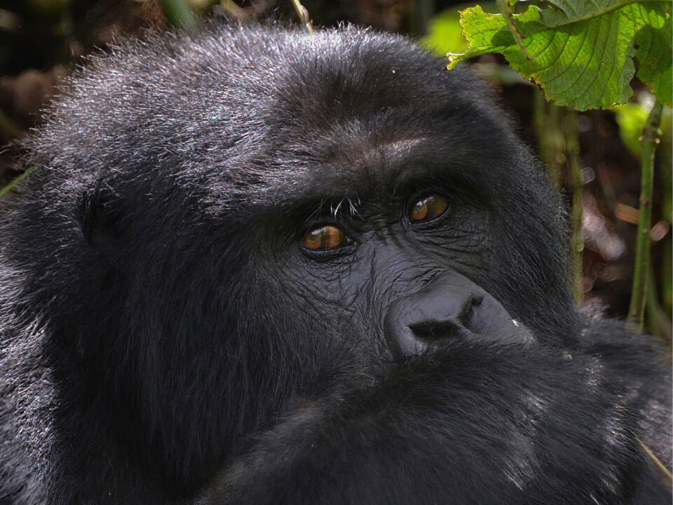 4 Day Gorilla Trekking & Habituation Safari from Kigali - Discover Uganda's Great Apes on a Budget Safari - How to Get Gorilla Trekking Permits in Africa