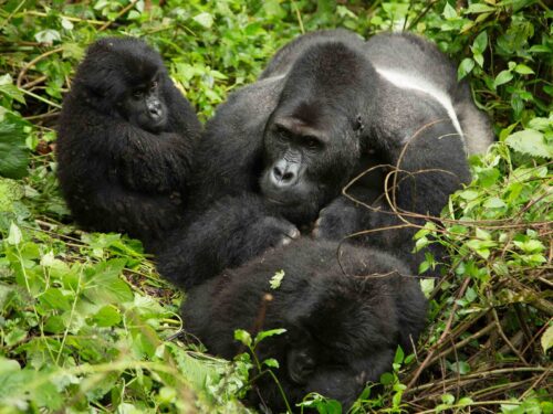 gorillas in kahuzi biega - Gorilla Groups in Kahuzi Biega National Park