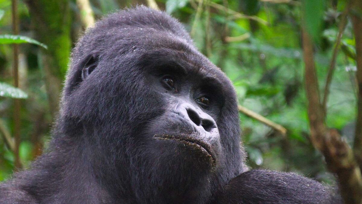 3 Day Uganda Gorilla Trekking Safari from Kigali - How to Book and Pay for a Gorilla Trekking Permit in Uganda - Cheapest Way to See Gorillas in Africa