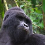 3 Day Uganda Gorilla Trekking Safari from Kigali - How to Book and Pay for a Gorilla Trekking Permit in Uganda - Cheapest Way to See Gorillas in Africa