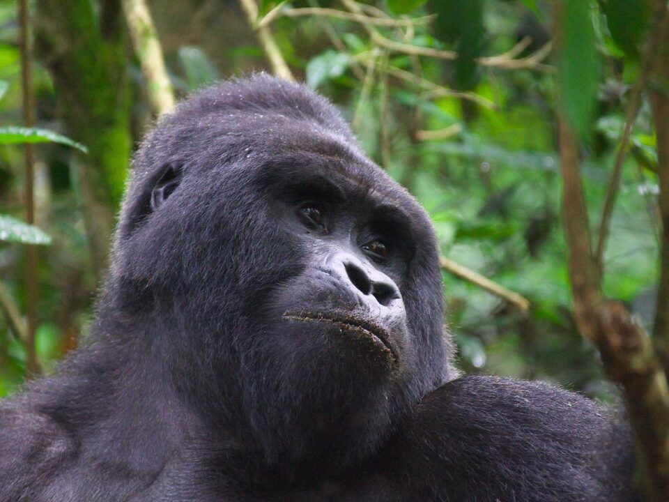 3 Day Uganda Gorilla Trekking Safari from Kigali - How to Book and Pay for a Gorilla Trekking Permit in Uganda