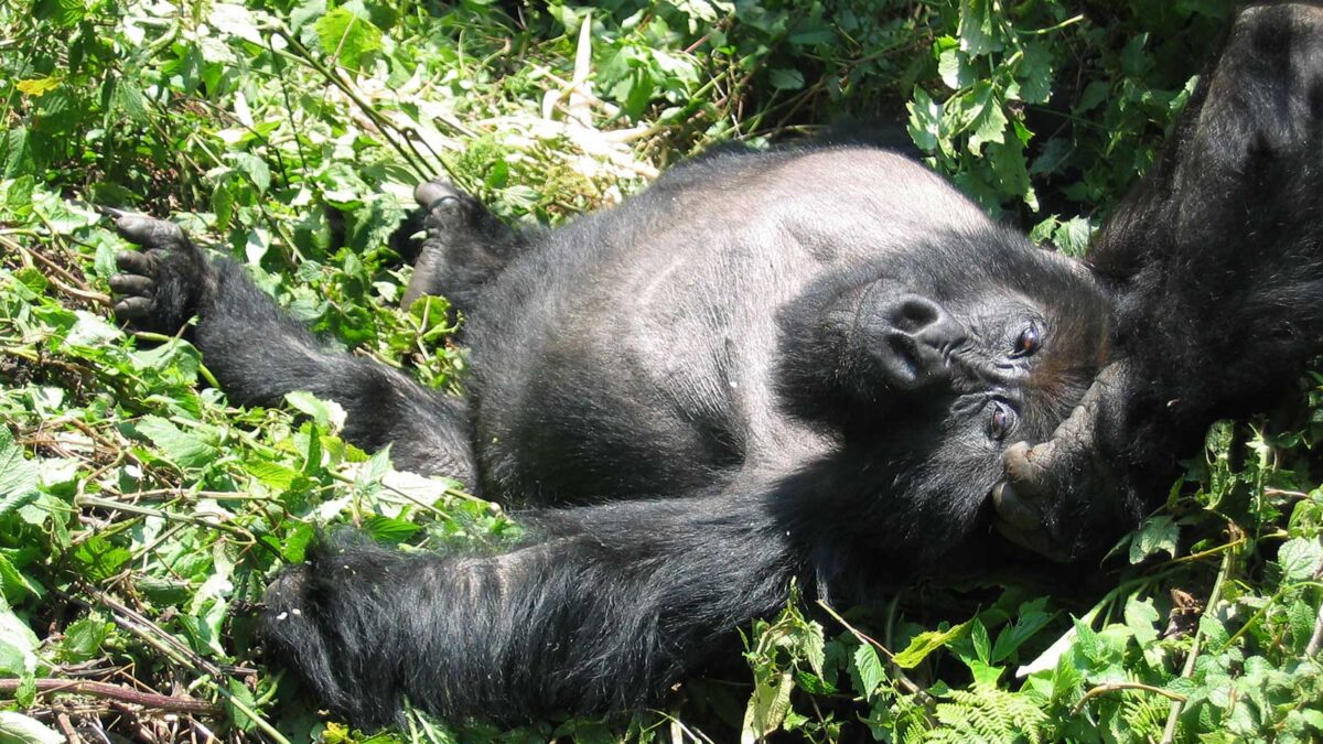 gorilla trekking volcanoes national park - Explore Rwanda, DR Congo & Burundi - How to Book Gorilla Permits and Accommodation in Rwanda - Visiting Rwanda for Gorilla Trekking in May