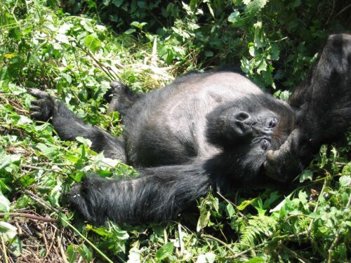 gorilla trekking volcanoes national park - Explore Rwanda, DR Congo & Burundi
