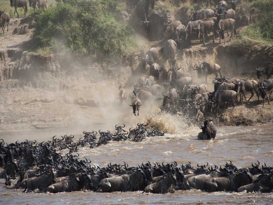 4-Day Kenya Great Wildebeest Migration Safari - Great Wildebeest Migration Photography Safaris 2025-2026 - 10 Day Wildebeest Migration Safari at the Grumeti River