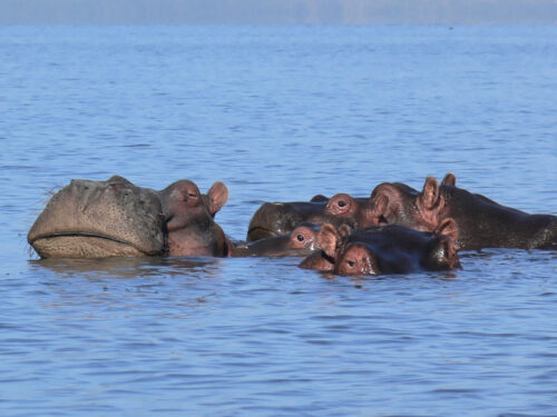 Hippos in Lake Nakuru