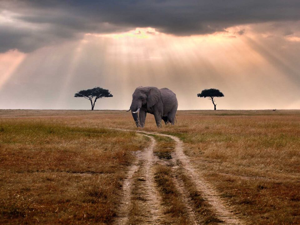 2-Day Masai Mara Safari in Kenya - Celebrate Eid al-Adha with a Kenya Safari Adventure