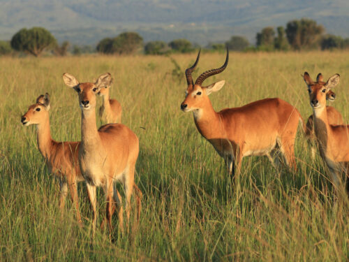 Kobs in Queen Elizabeth National Park
