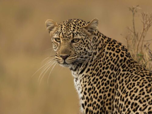 leopards in Kenya