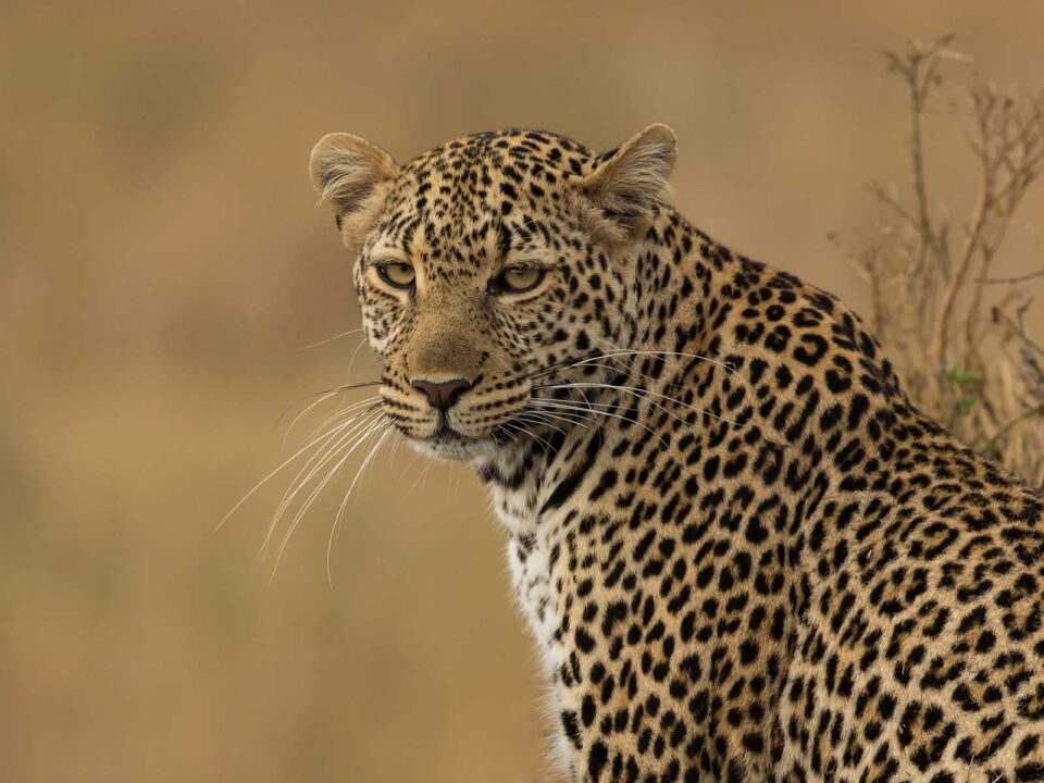 leopards in Kenya - 11 Day Kenya & Tanzania Safari – Starting and Ending in Nairobi