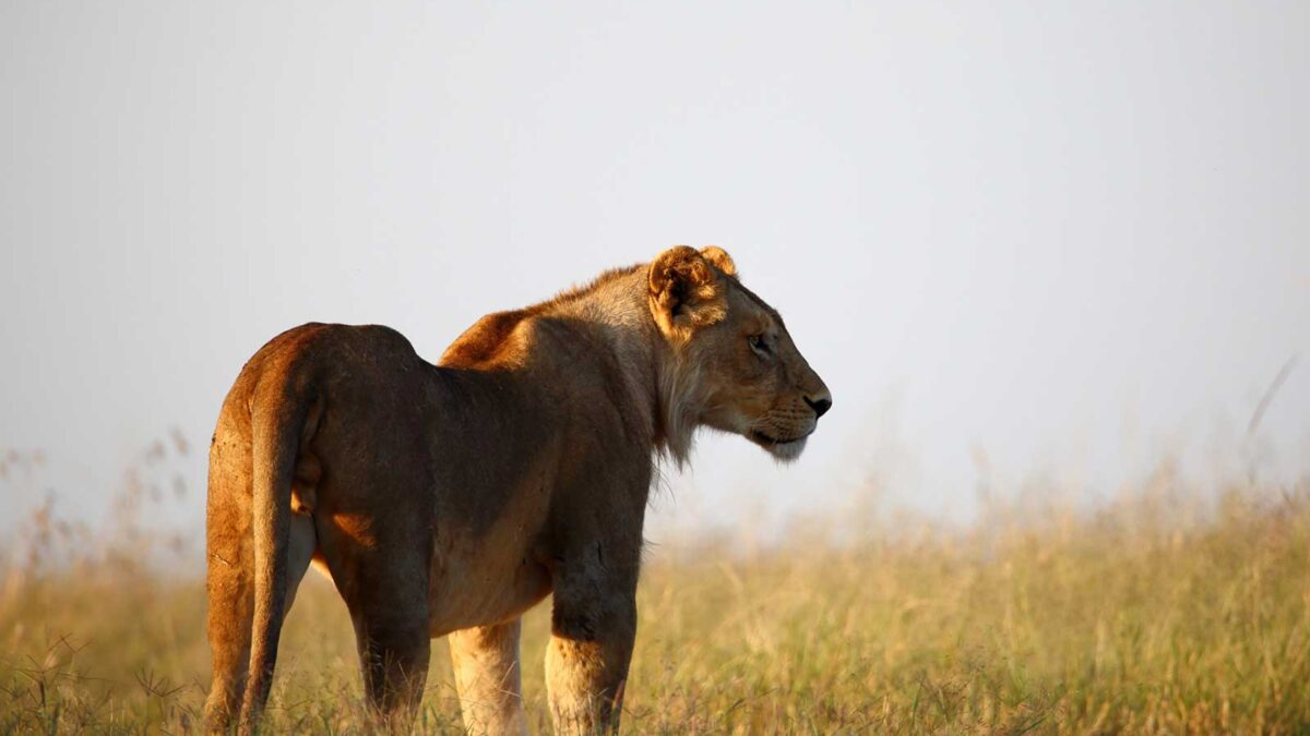 lioness in kenya - Kenya Electronic Travel Authorization (eTA) - Explore Kenya in One Week - 14 Day Kenya and Tanzania Safari Adventure - Best Scheduled Group Safaris in Kenya for 2025-2026