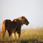 lioness in kenya - Kenya Electronic Travel Authorization (eTA) - Explore Kenya in One Week - 14 Day Kenya and Tanzania Safari Adventure - Best Scheduled Group Safaris in Kenya for 2025-2026