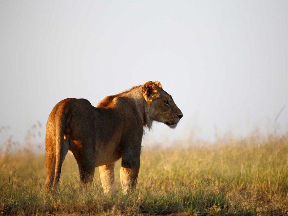 lioness in kenya - Kenya Electronic Travel Authorization (eTA) - Explore Kenya in One Week