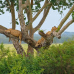 10 Day Uganda Primates & Wildlife Safari - Uganda Group Tours with Spanish-Speaking Guides