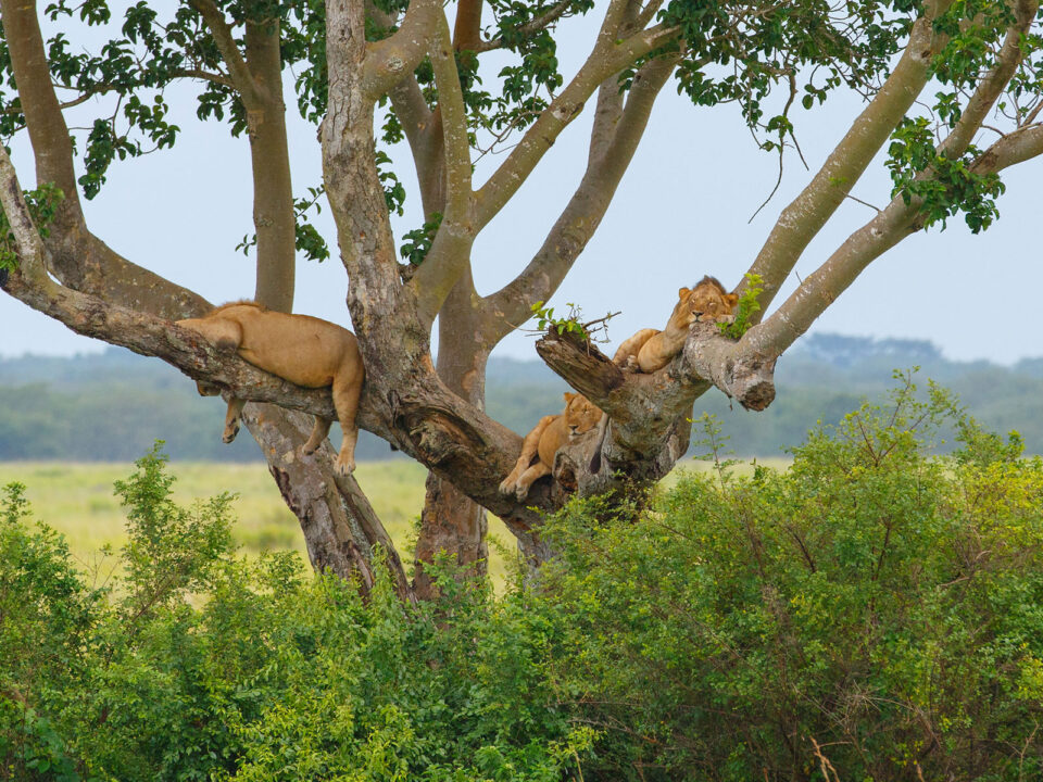 10 Day Uganda Primates & Wildlife Safari - Uganda Group Tours with Spanish-Speaking Guides