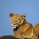 lions in kidepo - Top Honeymoon Destinations in Uganda - Top Things to Do in Kidepo Valley National Park