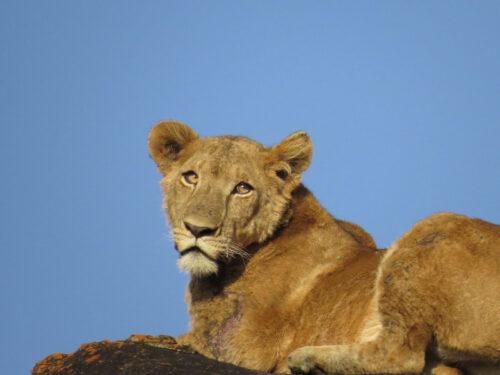 lions in kidepo - Top Honeymoon Destinations in Uganda - Top Things to Do in Kidepo Valley National Park