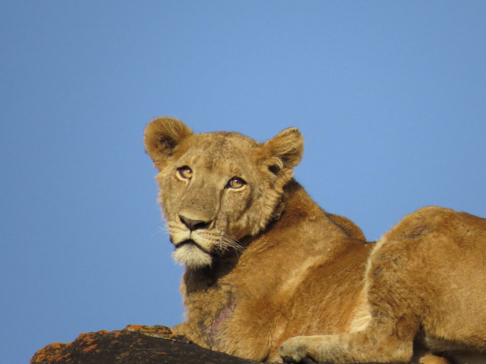 lions in kidepo - Top Honeymoon Destinations in Uganda - Top Things to Do in Kidepo Valley National Park