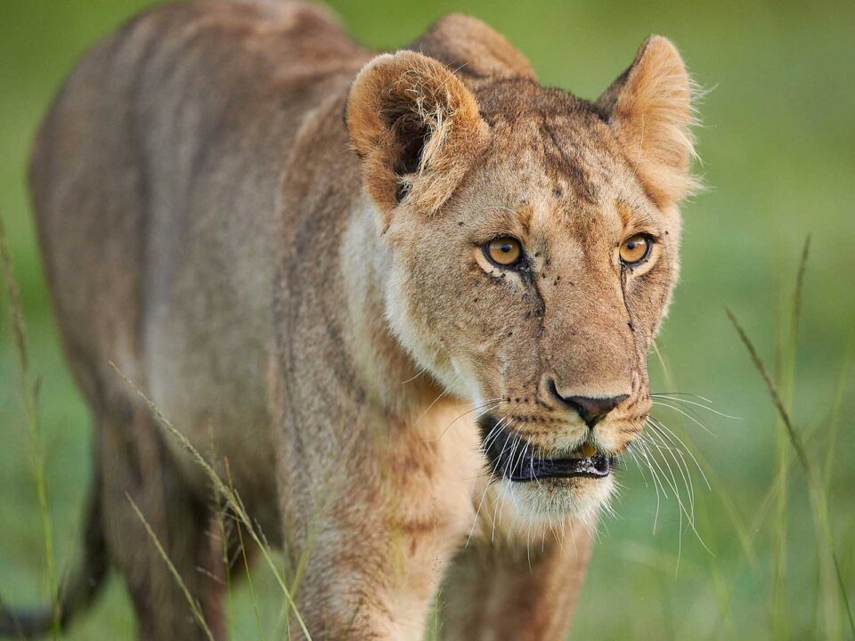 13-Day Ultimate Kenya and Tanzania Safari Experience - Large Group Safaris to Masai Mara