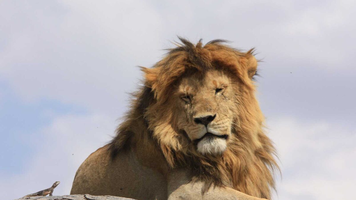3 Day Serengeti National Park Safari - Christmas Safari in Serengeti National Park, Tanzania