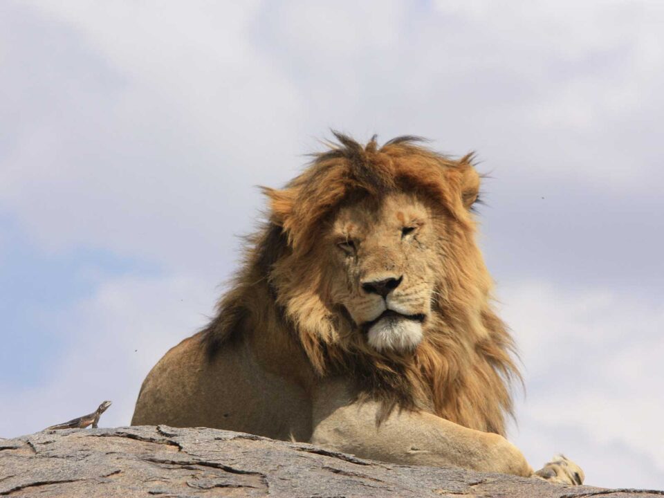 3 Day Serengeti National Park Safari - Christmas Safari in Serengeti National Park, Tanzania