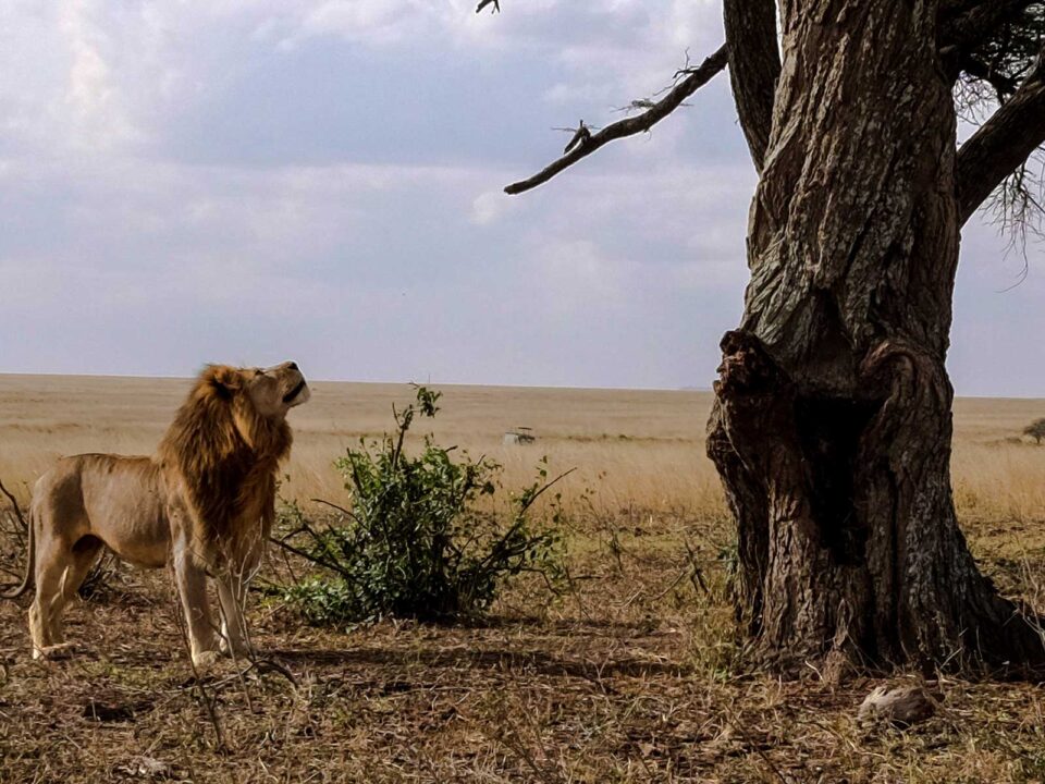 5-Day Tanzania Wildlife Safari Adventure - How Much Does an African Safari Cost?
