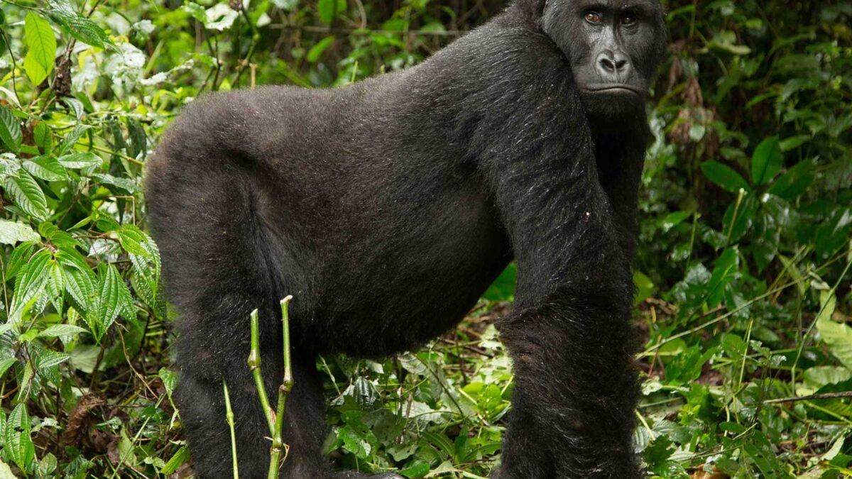 lowland gorillas congo - Eastern Lowland Gorilla Trekking in DR. Congo - Lowland Gorilla Trekking in Congo