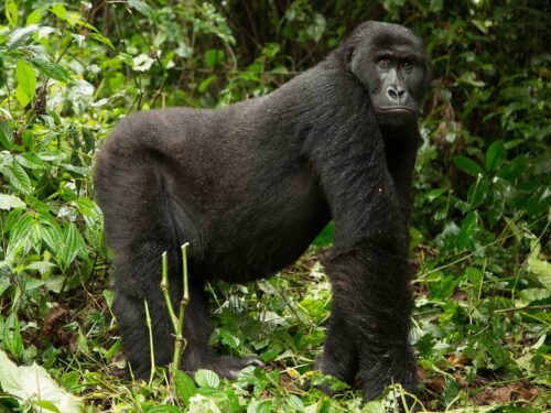 lowland gorillas congo - Eastern Lowland Gorilla Trekking in DR. Congo - Lowland Gorilla Trekking in Congo