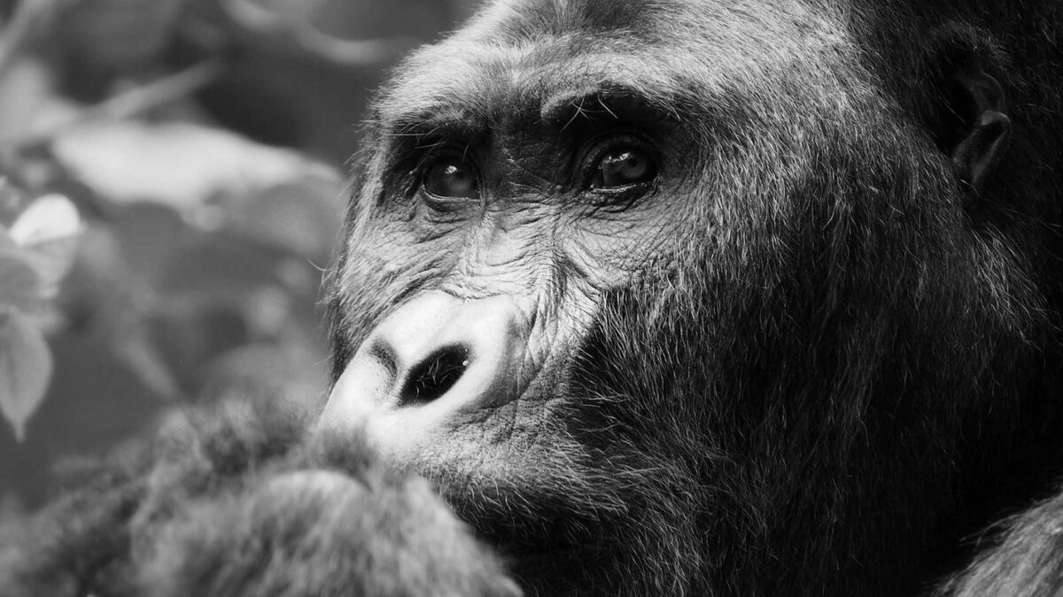 6 Day Lowland & Mountain Gorilla Trekking in Dr Congo - Planning a Visit to Congo in 2025 - Is it Safe to Visit the Democratic Republic of Congo as a Tourist?