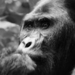 6 Day Lowland & Mountain Gorilla Trekking in Dr Congo - Planning a Visit to Congo in 2025 - Is it Safe to Visit the Democratic Republic of Congo as a Tourist?
