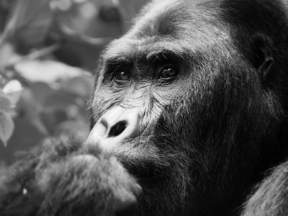 6 Day Lowland & Mountain Gorilla Trekking in Dr Congo - Planning a Visit to Congo in 2025 - Is it Safe to Visit the Democratic Republic of Congo as a Tourist?