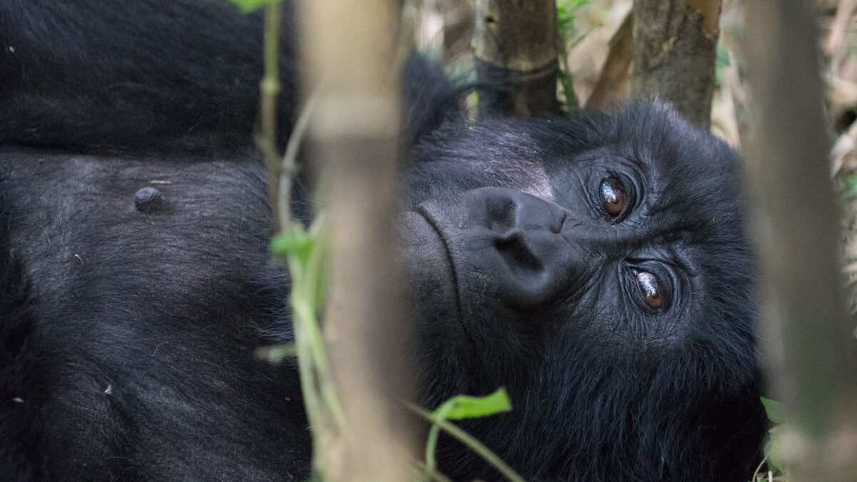 mgahinga gorilla trekking - Family Gorilla Trekking in Uganda - Gorilla Trekking in Mgahinga Starting from Mbarara - Gorilla Trekking in Mgahinga National Park from Kasese