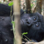 mgahinga gorilla trekking - Family Gorilla Trekking in Uganda