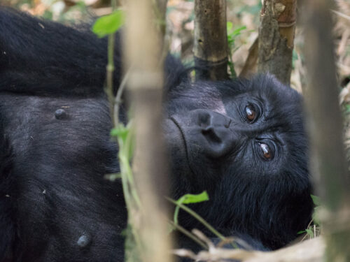 mgahinga gorilla trekking - Family Gorilla Trekking in Uganda