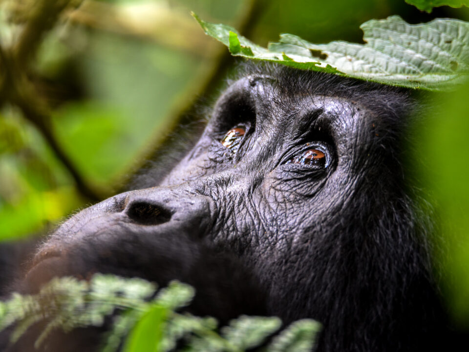 5 Day Uganda Gorilla & Wildlife Safari - New Gorilla Families Now Open for Tracking in Bwindi