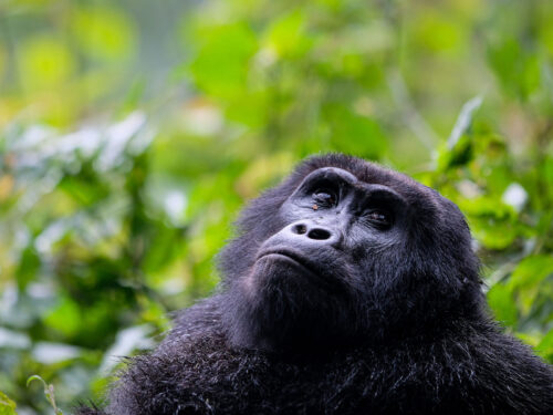 mountain gorillas bwindi - 3 Day Uganda Gorilla Tracking Fly-in Safari