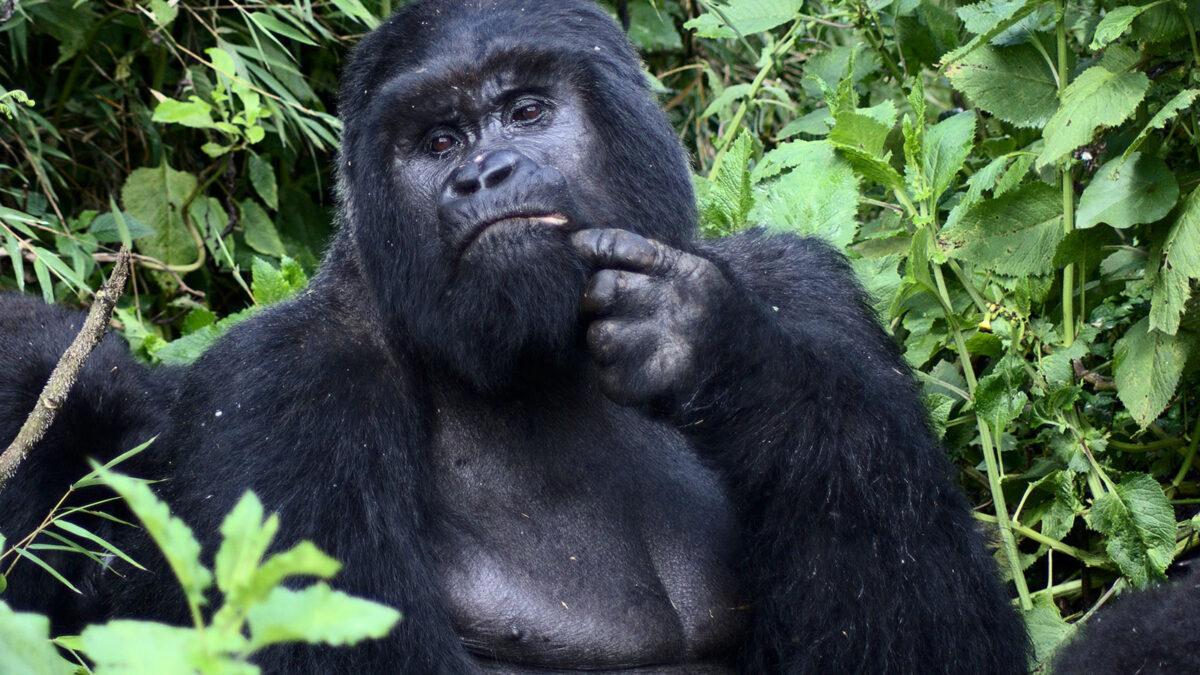 mountain gorillas bwindi - Gorilla Trekking from Queen Elizabeth to Bwindi National Park