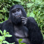 mountain gorillas bwindi - Gorilla Trekking from Queen Elizabeth to Bwindi National Park