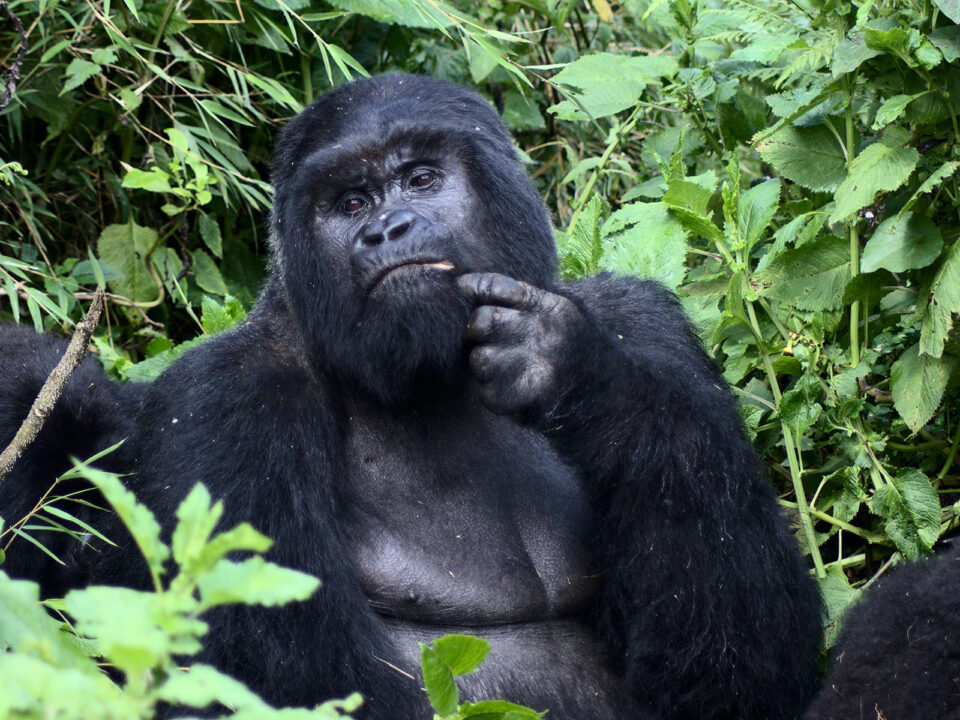 mountain gorillas bwindi - Gorilla Trekking from Queen Elizabeth to Bwindi National Park
