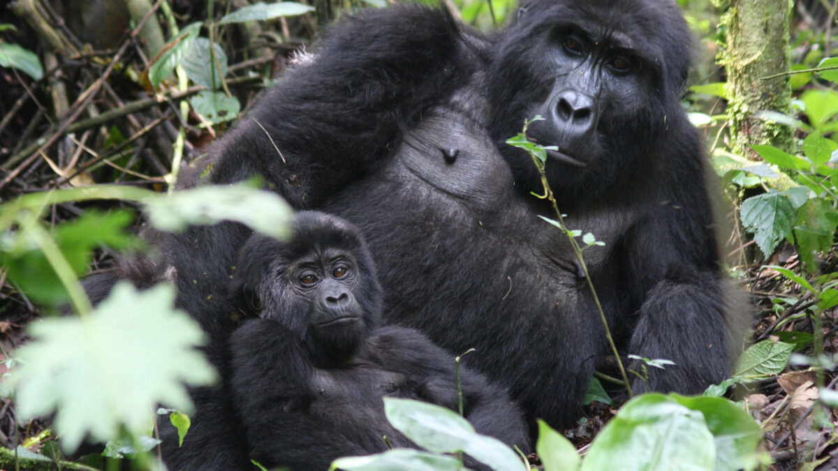 mountain gorillas in uganda - Gorilla Trekking in Uganda or Rwanda from Namibia - Mountain Gorilla Families in Uganda